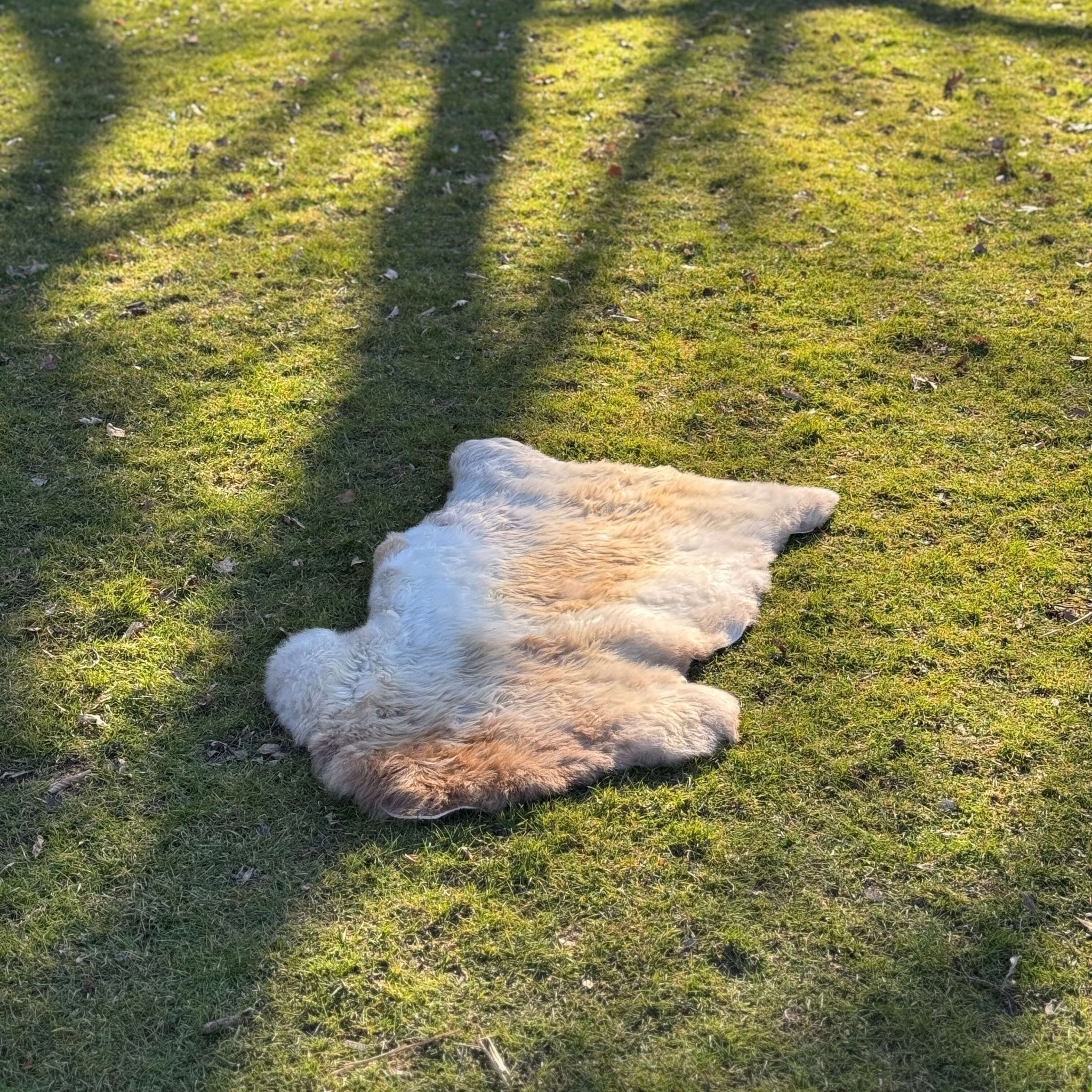 Beautiful Natural Tibetan Lambskin Fur - #product_type # Azulcarpets